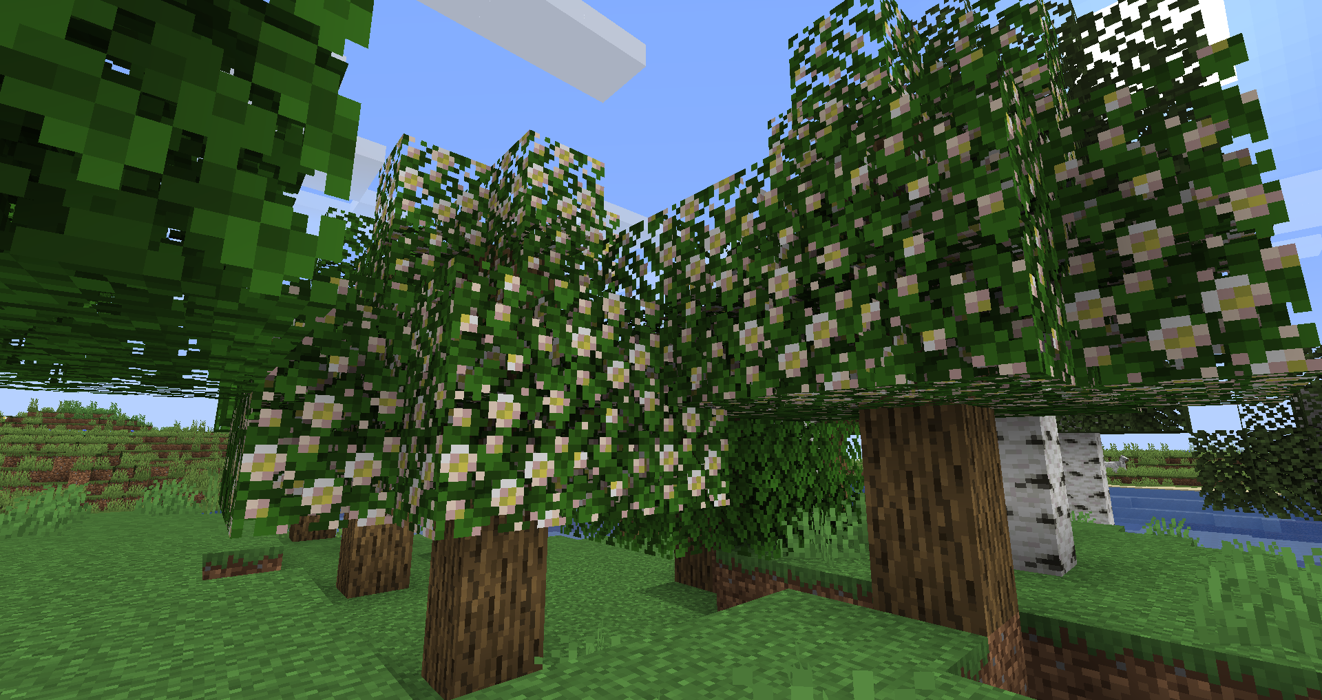 Blossoming Oak Trees