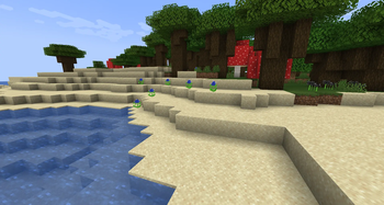 Sea Hollys in the wild