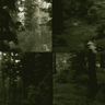 Background - Photorealistic Forest