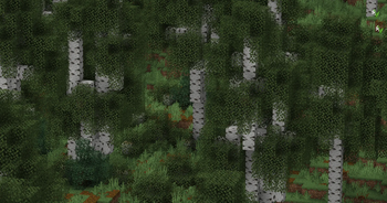 Old Growth Birch Forest