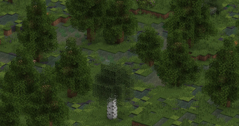 Swamp