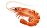 ShrimpDev