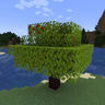 Apple Saplings