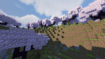 Cherry Blossoms.