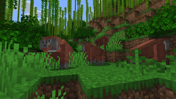 A group of orangutan