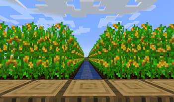 Cornfield