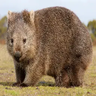 Wild Wombats-BTA