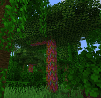 Rainbow Eucalyptus Wood