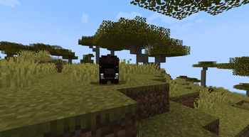Boar
