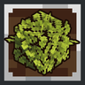 Goose's Leaves