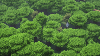 Goose's Leaves — screenshot 3