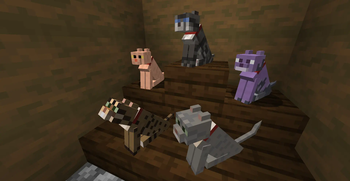 New Cats!