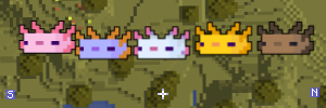 All 5 axolotls