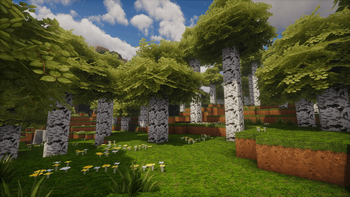 Birch Forest with Foliage