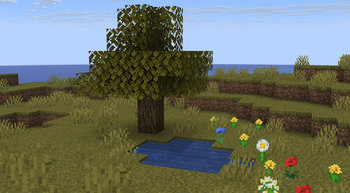 Savanna
