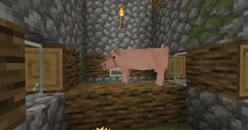 pig in village barn