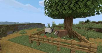 sheep in village pen