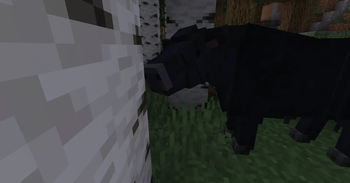 angus bull