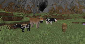 dairy cattle family