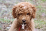 cigarpuppy