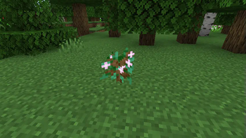 Apple Sapling