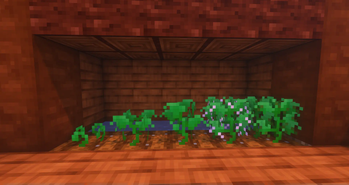 A Bean Growing