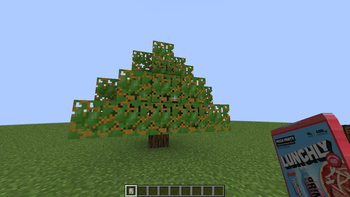 Mango Tree!!!