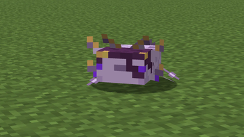 Adult Axolotl Front