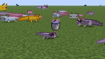 All Axolotl Variants
