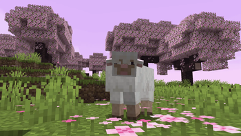 Sheep