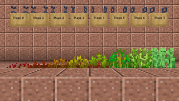 Wheat