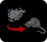Silverfish to Rats