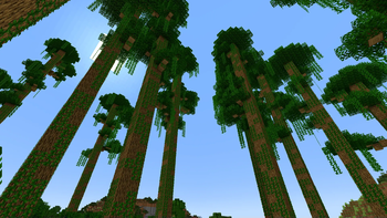 Ancient Oak Forest