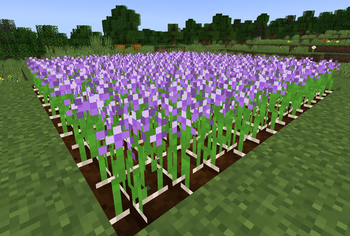 Garlic Crop