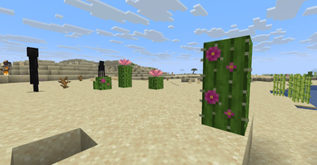 Remodeled Cactus