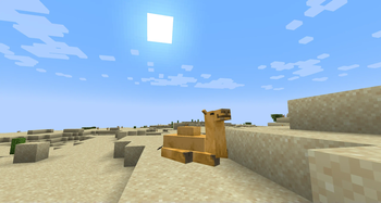 Wild Camel