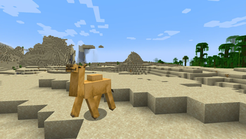 Multiple Camels