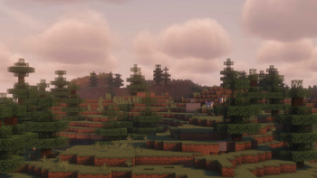 Spruce
