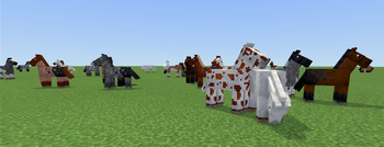 Large Group Of Horses
