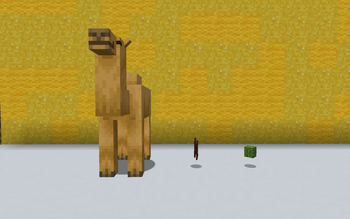 Camel