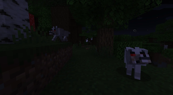 A small pack of wolves