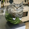 Cat on watermelon but it's a totem