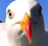 TheNiftyBiscut