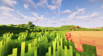 Pig