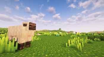 Sheep