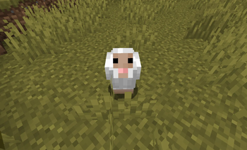 Sheep Chicken in the Savanna