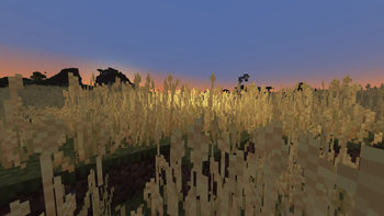 (2.0.0) Light shining through wheat