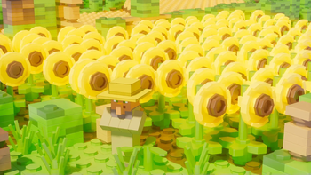 Sunflower fields