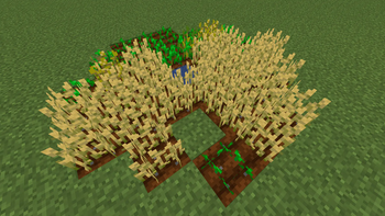 Polish Planting