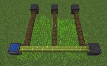 Sugar cane planation